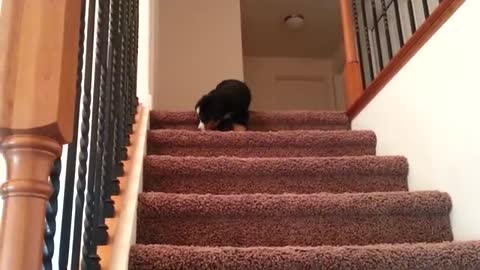 Alli the bernese puppy defeating her stairs!