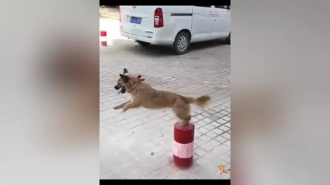 Cute Dogs---Funny Pets Collection