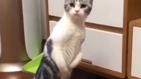 🐈😻 cat