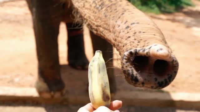 an elephant eats a banana from his hands
