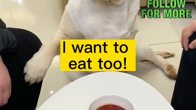 Must be the same as what we eat!#cute #funny #tiktok #foryou #fyp #dog #dogs #smart