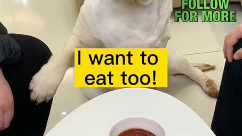 Must be the same as what we eat!#cute #funny #tiktok #foryou #fyp #dog #dogs #smart