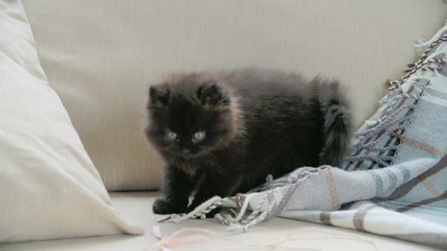 A beautiful and funny black cat
