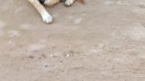 Look at Dog's expression 😅