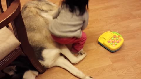 Baby Loves Siberian Husky Dog!