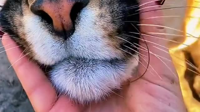 Cute little animals67