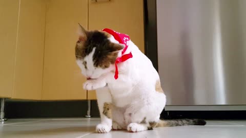 Fears of Sonya's cat🐱#cat #cats