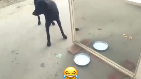 Dog amazing video and funny