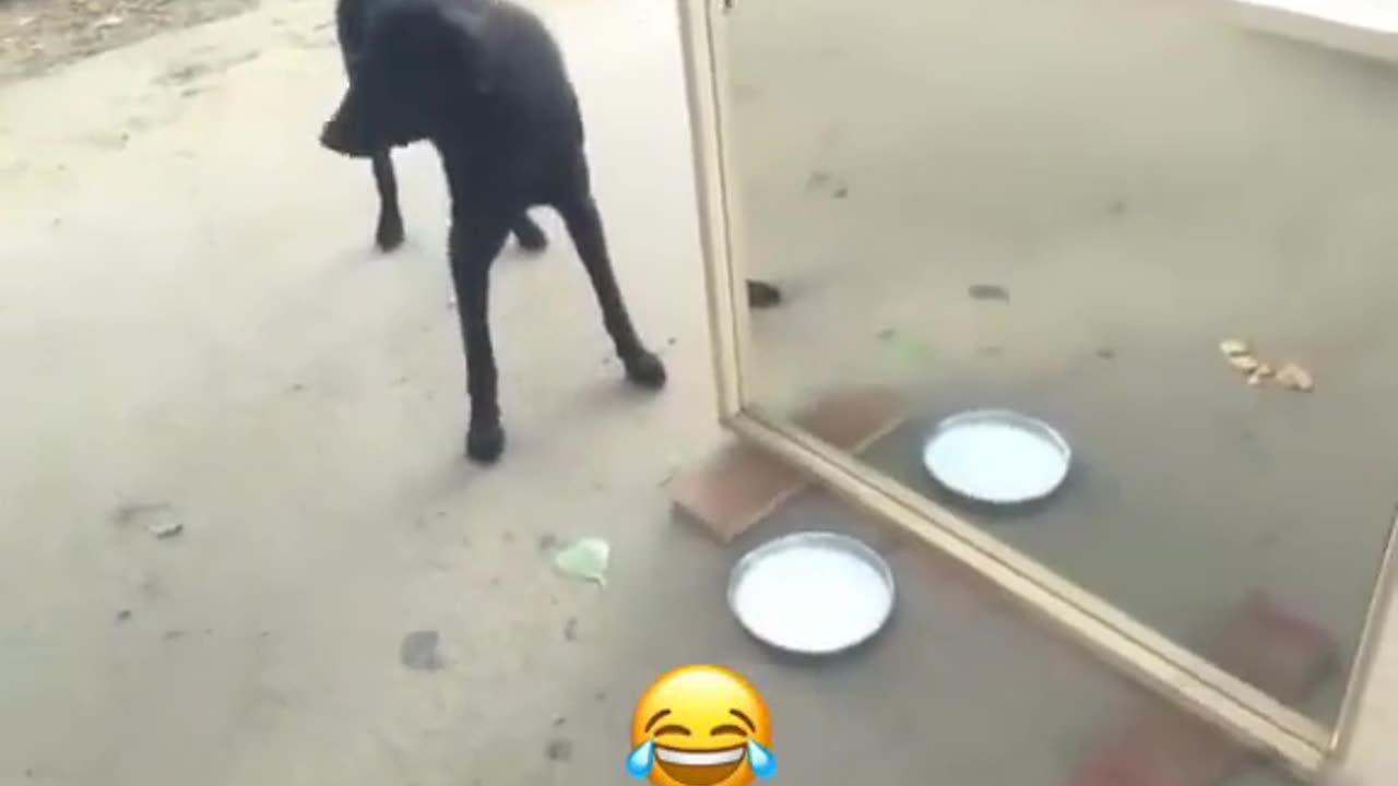 Dog amazing video and funny