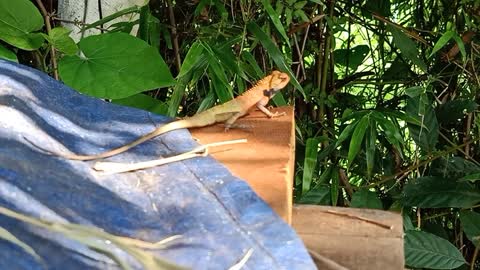 Baby Iguana walking