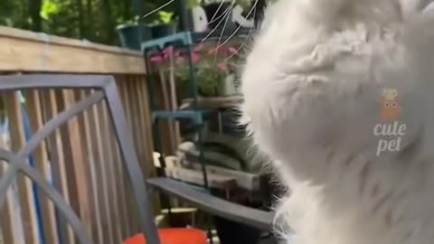 "Feline Enigma Unveiled: Decoding the Mysterious World of Cats"