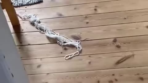 Fart and Animals Response