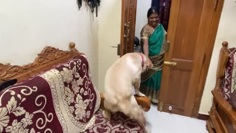 Quit dog