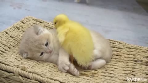 Ducklings love the baby kitten Shan. Jump up and sleep together