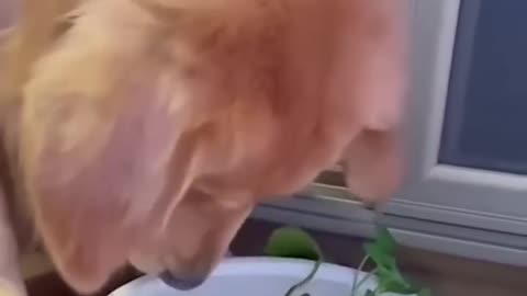 Animal performance