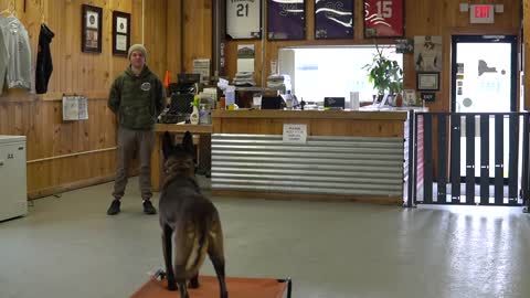 How To Teach Your Dog To Go To Their Bed ON COMMAND- The easiest dog training process