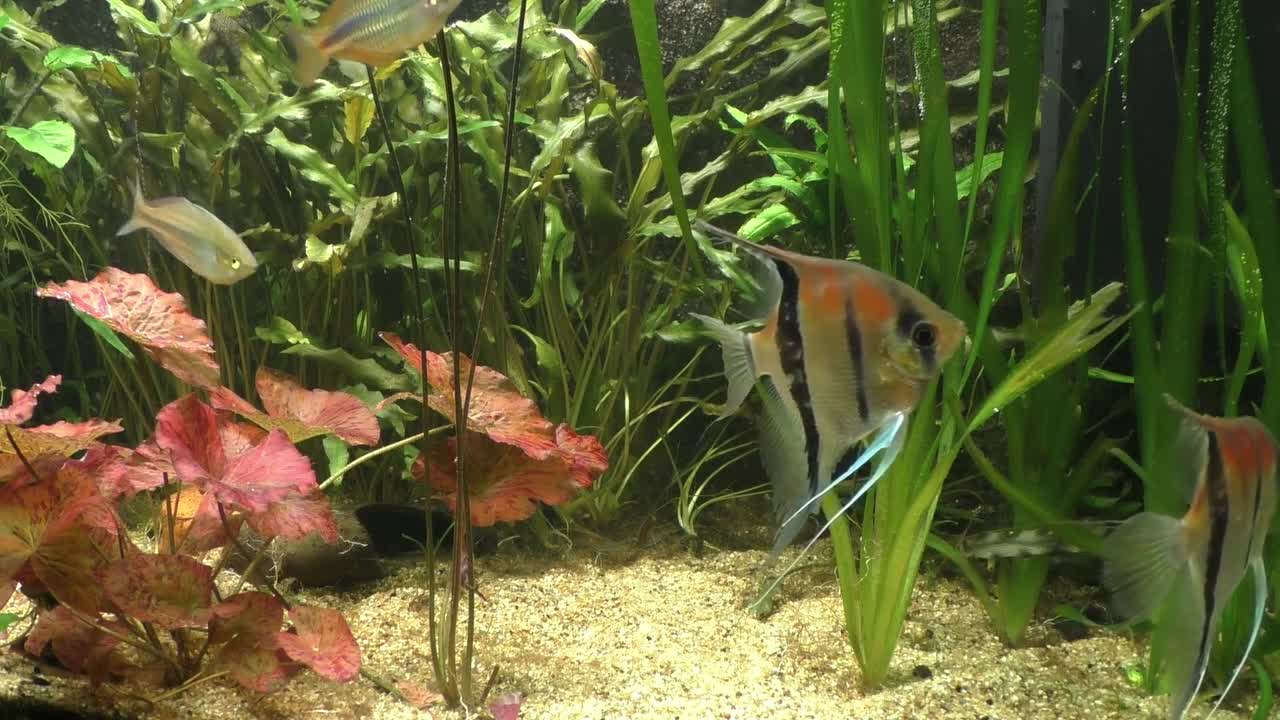 Scalar Tropical Fish Tropical Fish-Keeping