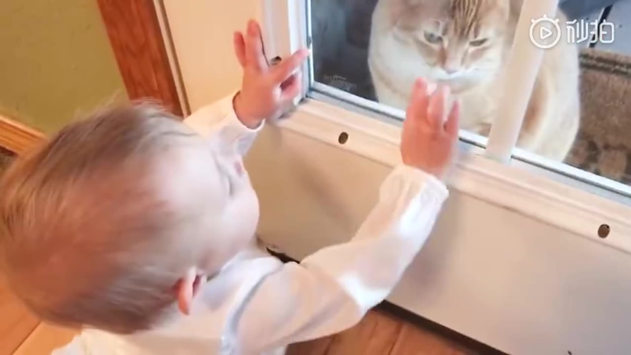 Funny Cats Vs Babies Compilation