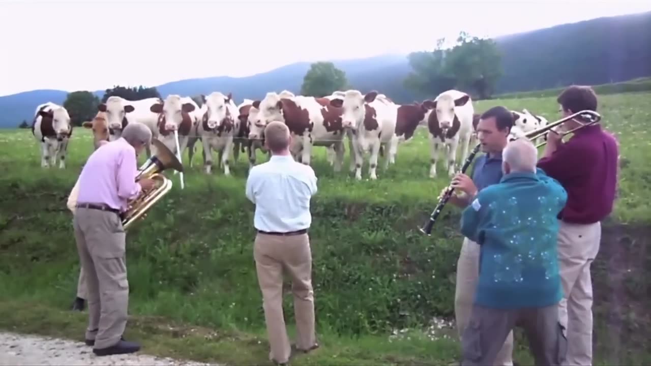 ANIMALS and POWER OF MUSIC πΌπ·π’