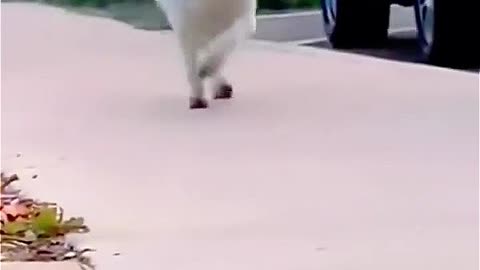 Laugh Out Loud Funny Animals! 😂🐾 Reel: 09