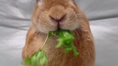 Rabbit cute pet debut plan