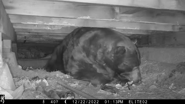 Bear Shuffles Around Crawl Space Under Property