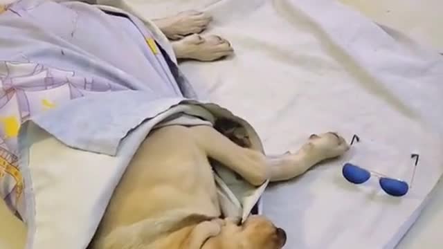 Sleep so skillfully.