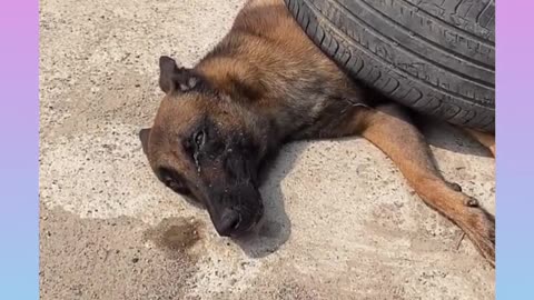 Smart Dog 41