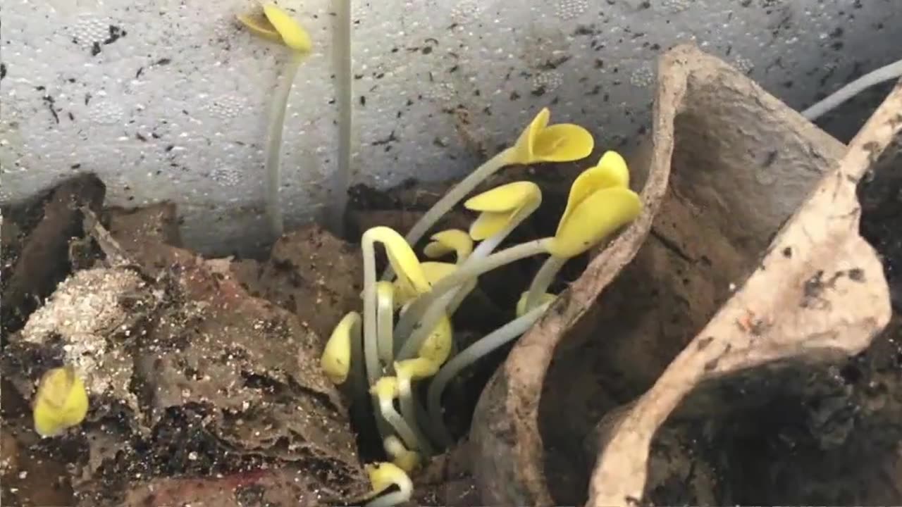 Gardens - Snail Trap Fail, Wormbin Pumpkins 2017 11 5