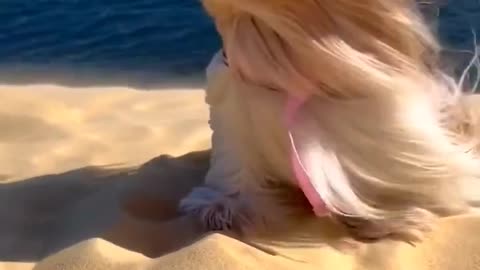 Stylish dog