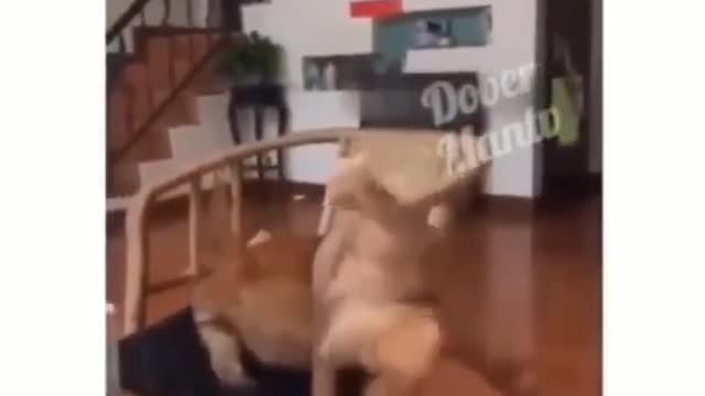 Ultimate funny animals 🦓 _ Animals funniest moments _ Try not to laugh _ Un_HD