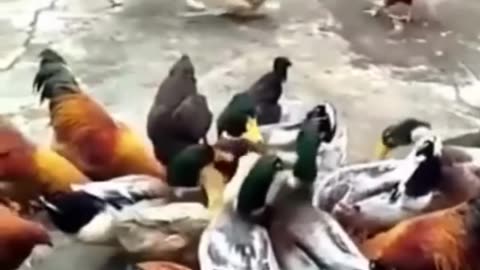 Funny 😂 Dogs VS Chicken compilation