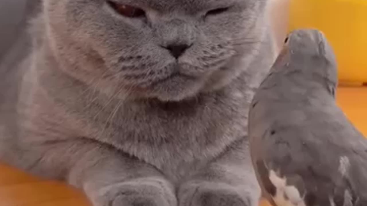Parrot's Playful Antics Meet Their Match in Unbothered Cat
