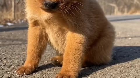 A Cute Puppy is Sleepy