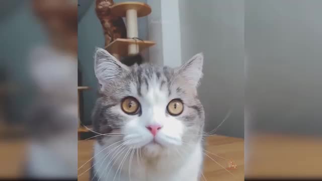 Cat funny dance video 😅😅