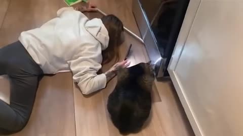 When cats doing things better than you!