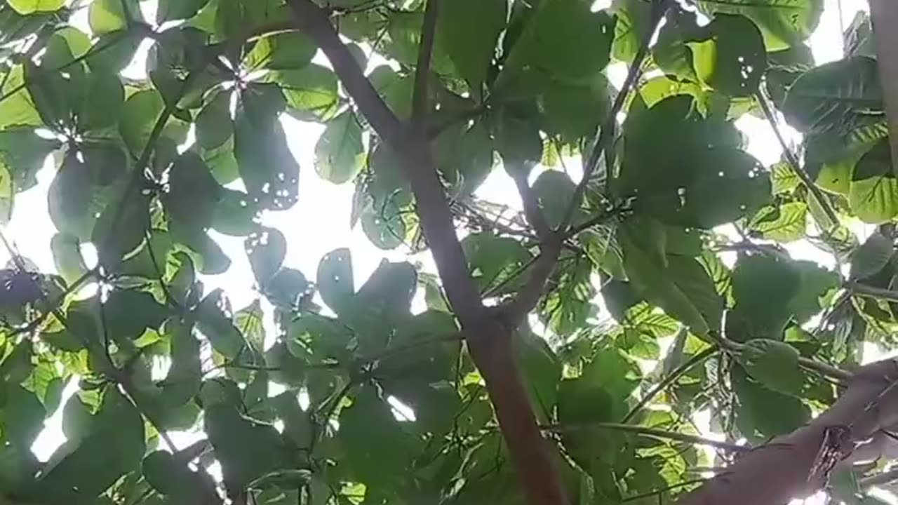 আমাদের কাঁঠবাদাম গাছ