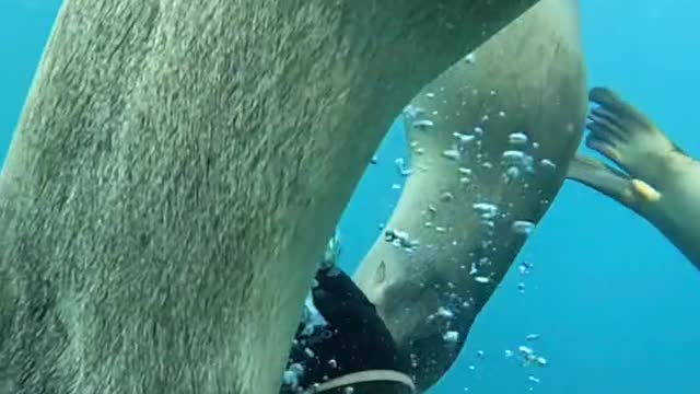 What the Divemaster sees above the water.