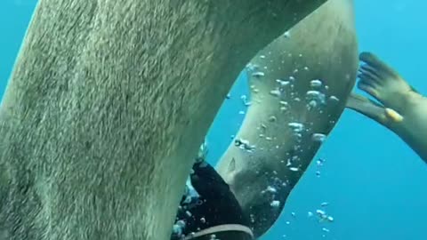 What the Divemaster sees above the water.