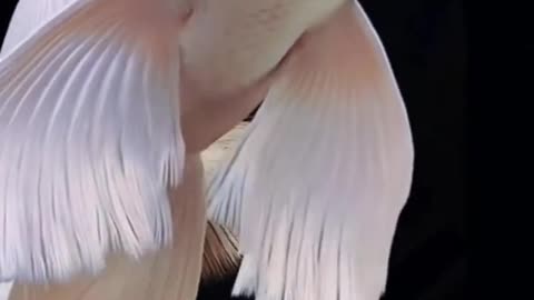 beauty of sea status