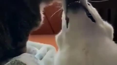 Funny Animals