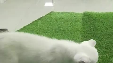 Dubai pets and Birds market visit - kittens and cats 😸😺😹😼😽🙀🙀😿😾 #Cats friendship