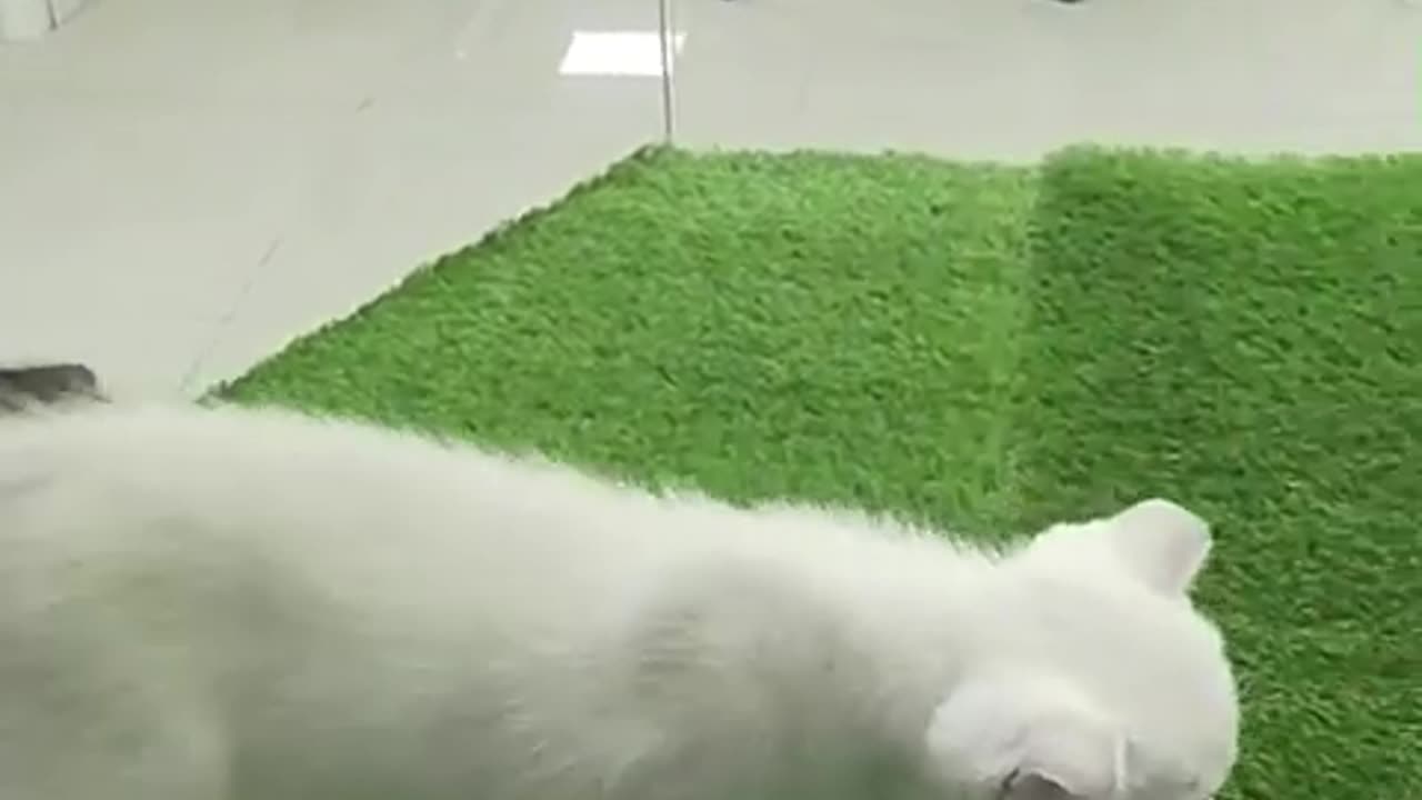Dubai pets and Birds market visit - kittens and cats πΈπΊπΉπΌπ½πππΏπΎ #Cats friendship