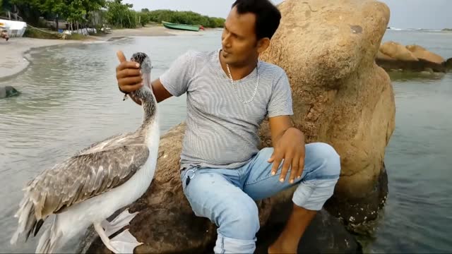 A pelican bird having fun with a man