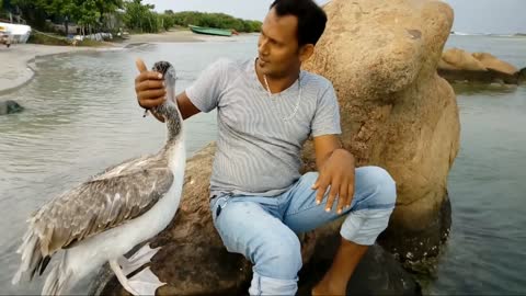 A pelican bird having fun with a man