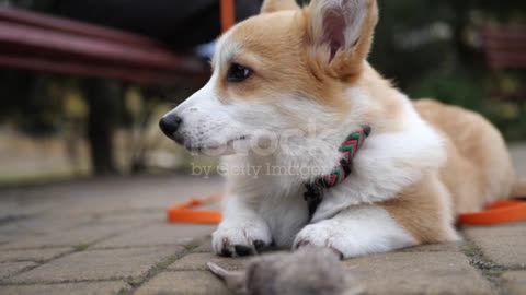 Lovely Dog ❤️😍