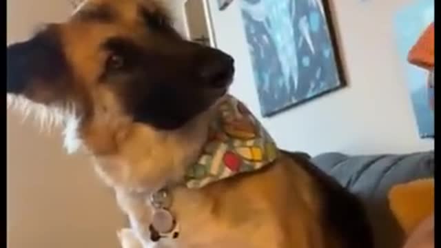 When your dog is more funny than you