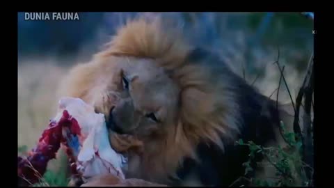 Natural fauna channel: wild animal life