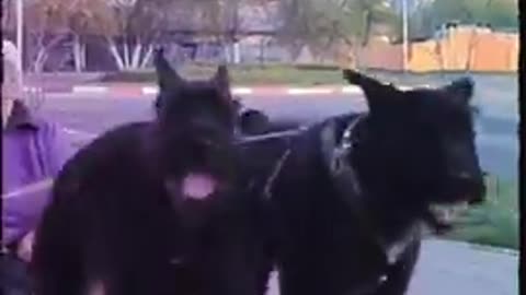 Most tough looking dogs