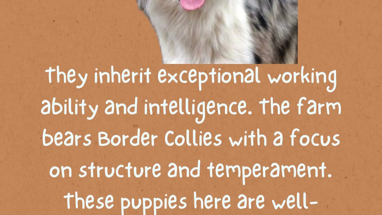 Border Collie Puppies for Sale: Intelligent Companions from Rising Sun Farm